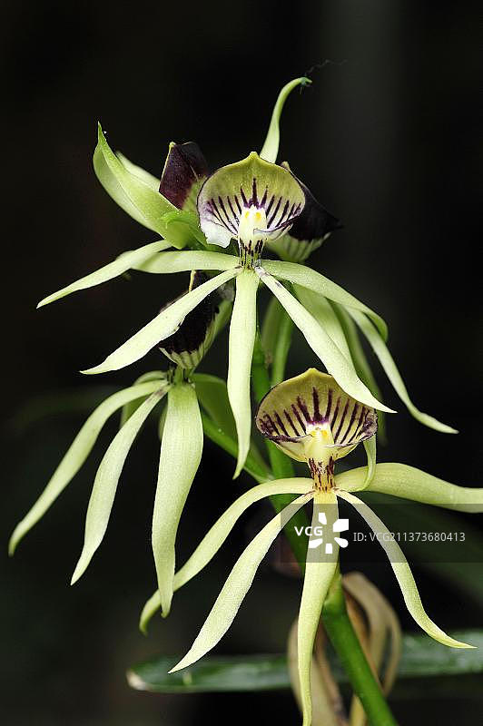 兰花：绿胡蜂（Encyclia cochleatum x Encyclia lancifolium杂交品种）图片素材