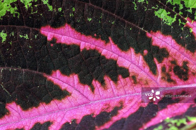 彩叶草叶片细节图片素材