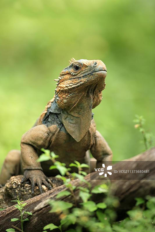 大开曼岛岩鬣蜥（雄性）图片素材