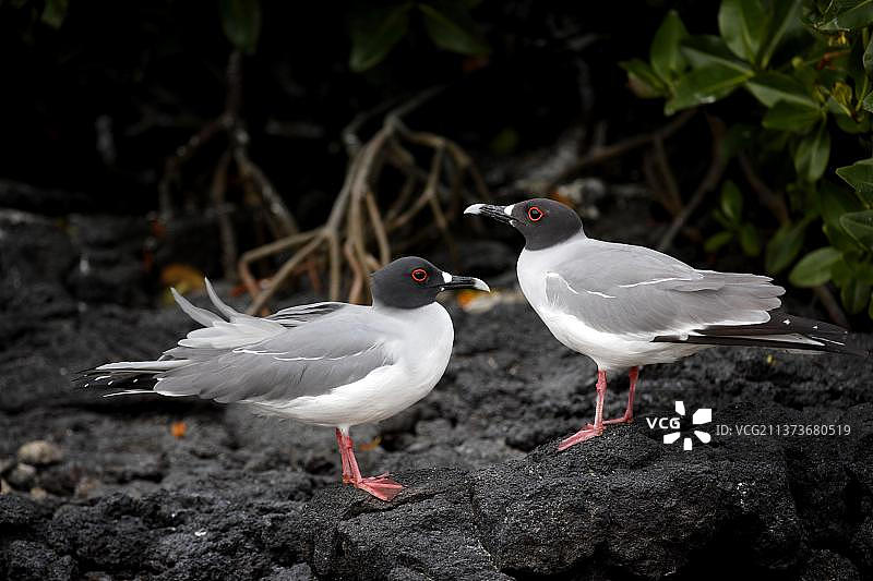 燕尾鸥，一对，加拉帕戈斯群岛，厄瓜多尔，南美洲图片素材