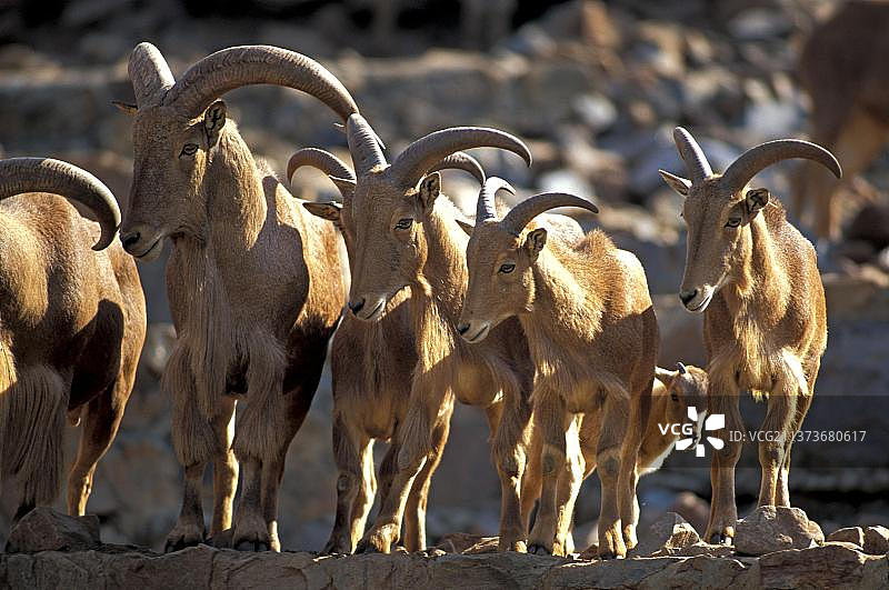 北非 Barbary 绵羊图片素材