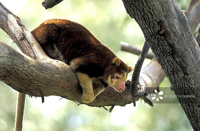 马氏树袋鼠，澳大利亚，大洋洲图片素材