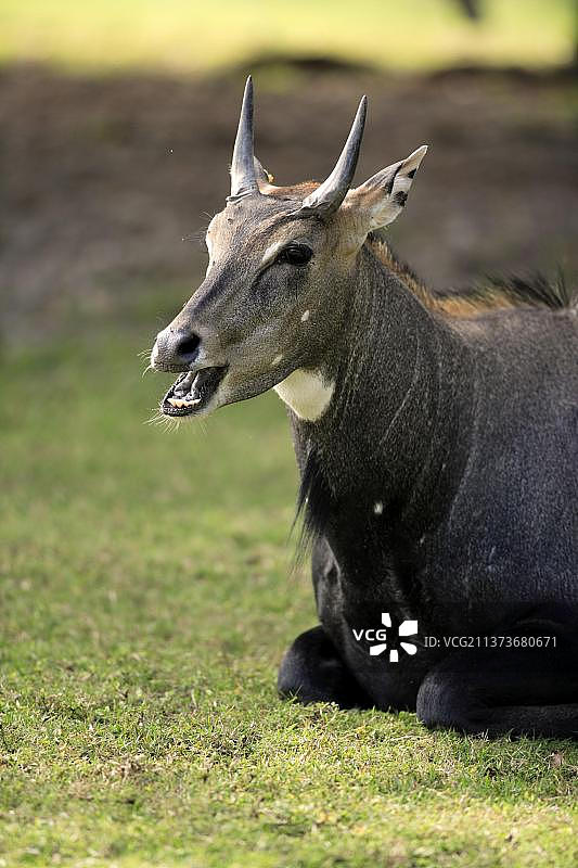 尼罗河羚羊（Boselaphus tragocamelus）图片素材