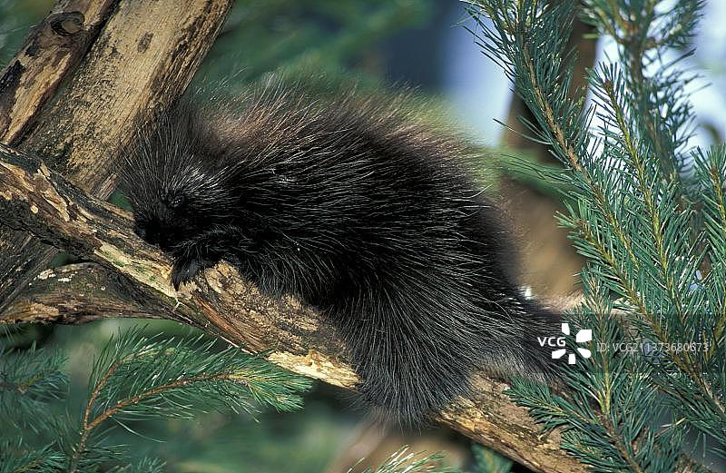 北美豪猪，美国，北美洲图片素材