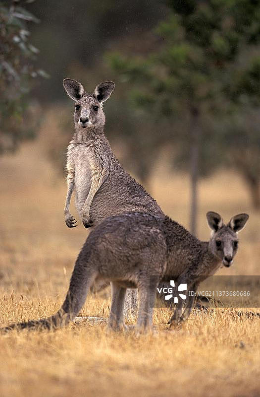 东部灰袋鼠（Macropus giganteus），带幼崽的雌性，澳大利亚，大洋洲图片素材