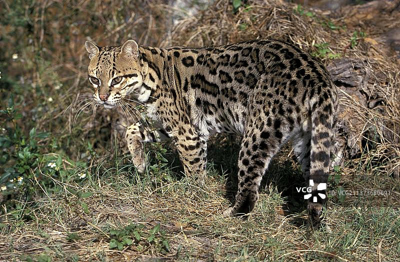 美洲豹（Leopardus pardalis）图片素材
