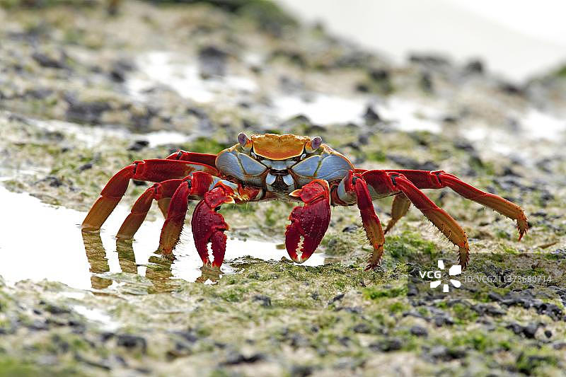 加拉帕戈斯群岛红岩蟹图片素材