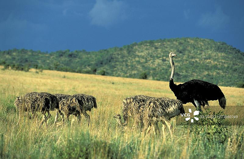 非洲鸵鸟（南部亚种），雄性与幼鸟，匹兰斯堡国家公园，南非，非洲图片素材