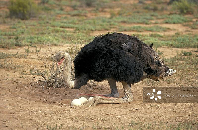 南非鸵鸟，雄性，小卡鲁，南非图片素材