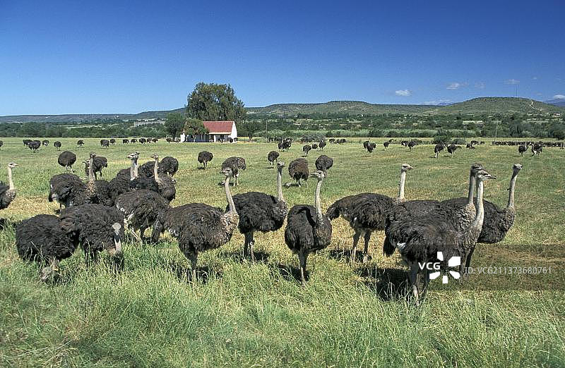 南非奥茨胡恩鸵鸟养殖场图片素材