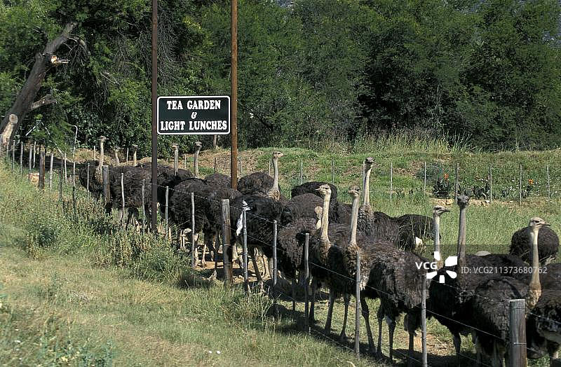南非奥茨胡恩鸵鸟养殖场图片素材