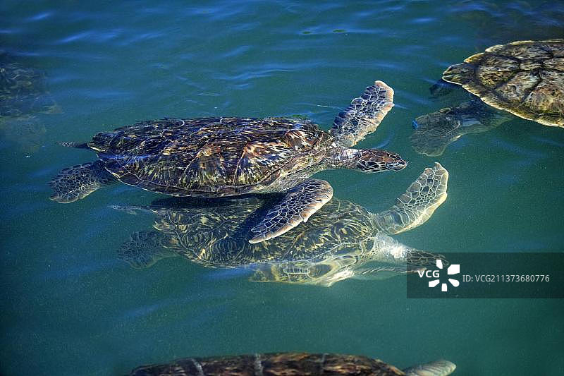 绿海龟（大开曼岛，开曼群岛，北美洲）图片素材