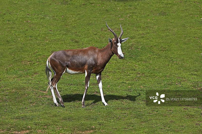 南非高角羚或邦特羚图片素材