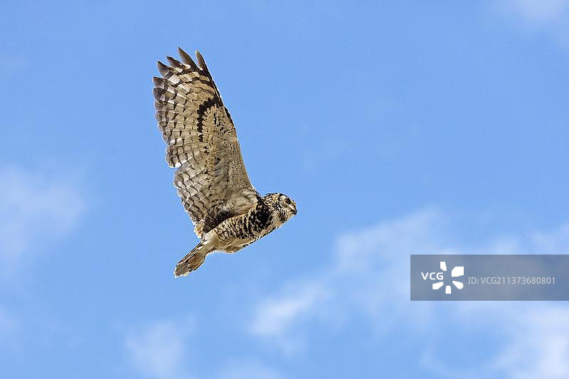 飞行的非洲大雕鸮图片素材