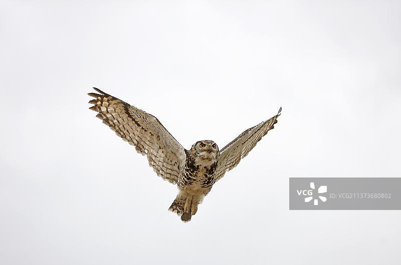 飞行中的雕鸮图片素材