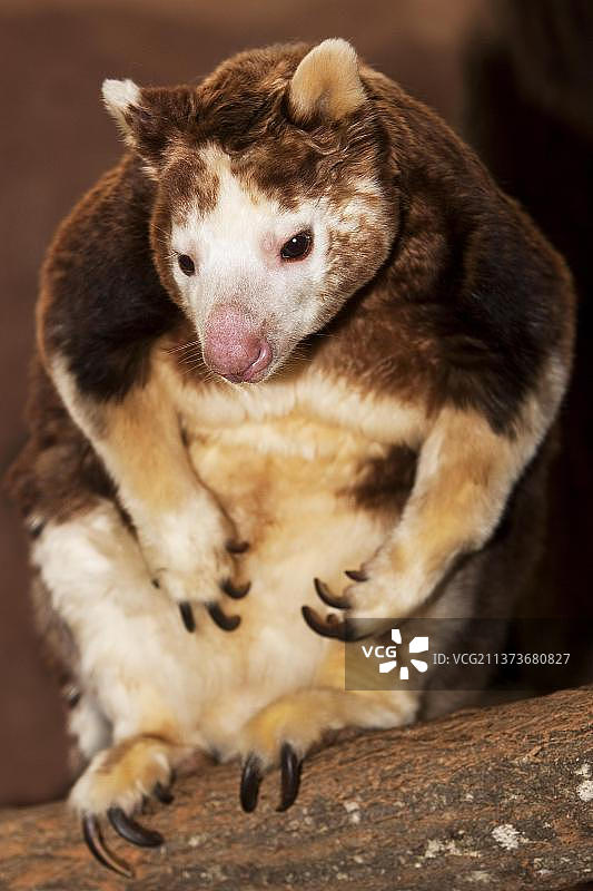 成年马氏树袋鼠坐在树枝上图片素材