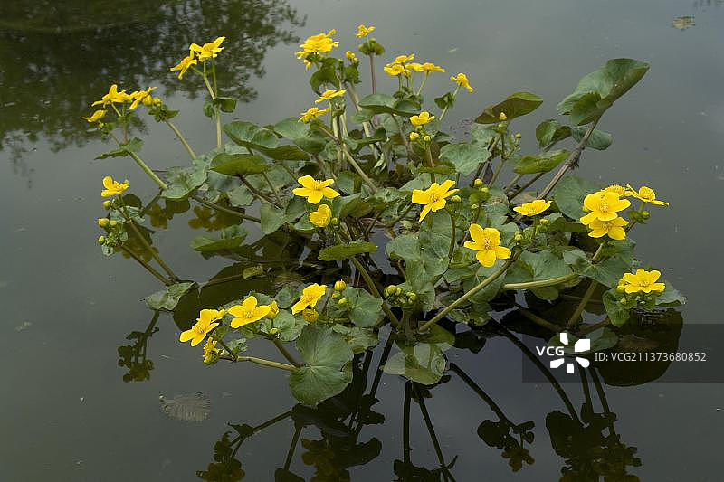 沼泽金盏花图片素材