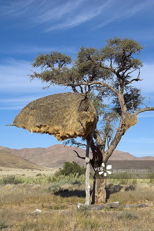 群居织巢鸟巢穴，纳米比亚，非洲图片素材