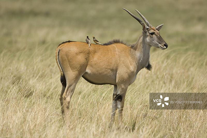 肯尼亚马赛马拉禁猎区中的普通大羚羊、雄性及红嘴牛椋鸟图片素材