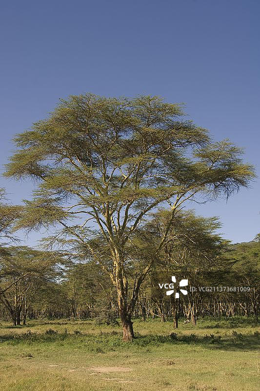 发烧树（Acacia xanthophloea），纳库鲁湖国家公园，肯尼亚，非洲图片素材