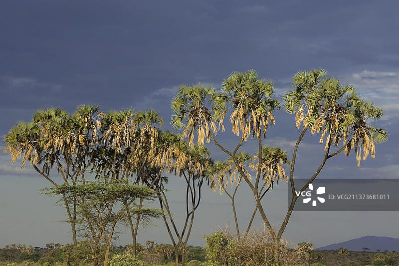 肯尼亚桑布鲁国家公园的扇棕榈图片素材