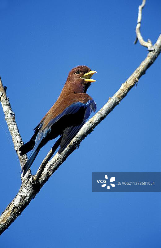 非洲阔嘴翠鴗图片素材