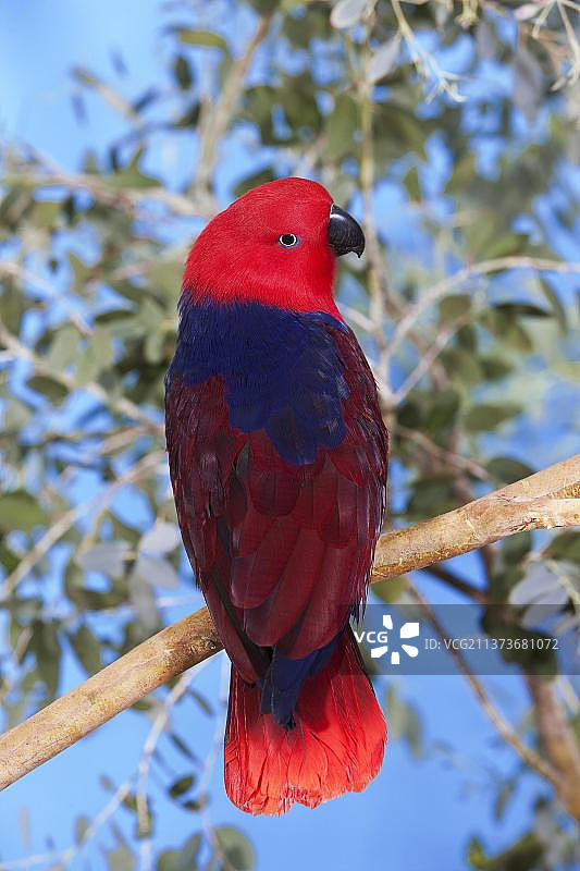 树枝上的雌性折衷鹦鹉图片素材