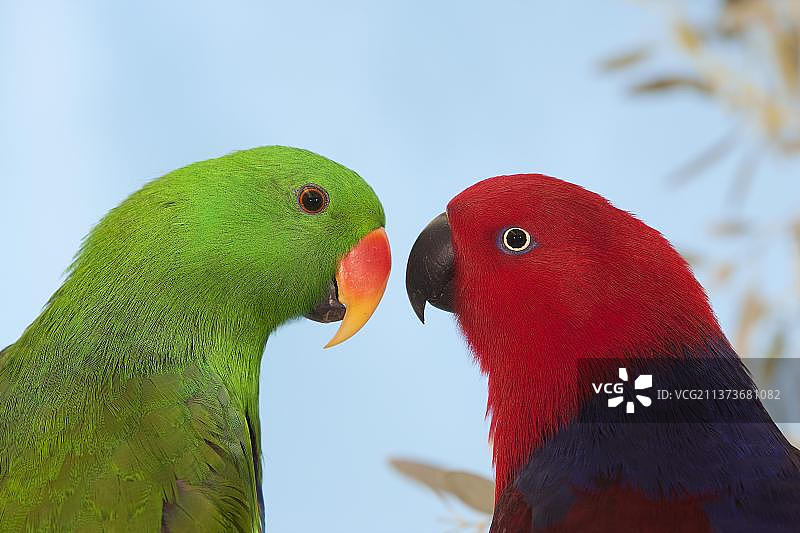 红腹吸蜜鹦鹉雌雄一对图片素材
