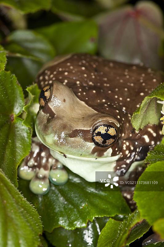 成年亚马逊奶蛙图片素材