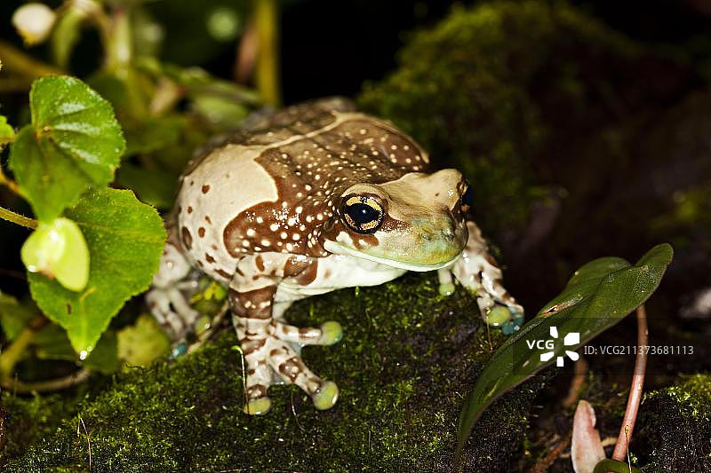 成年亚马逊奶蛙图片素材