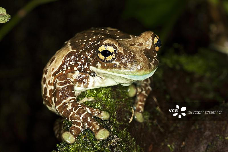 成年亚马逊奶蛙图片素材
