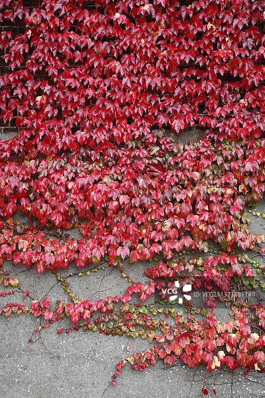 秋季红色中的五叶地锦图片素材