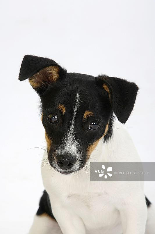 杰克罗素梗犬，幼犬，4个月，三色图片素材