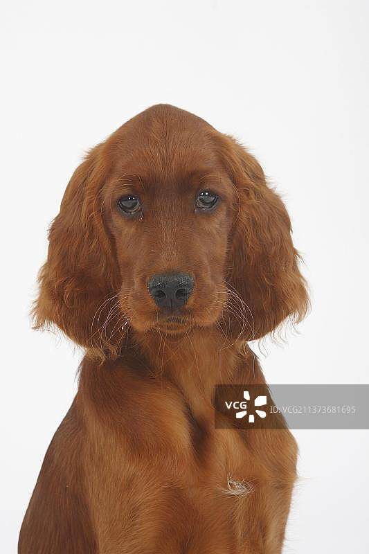 爱尔兰雪达犬幼犬图片素材