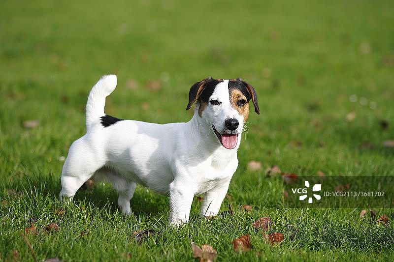 杰克罗素梗图片素材