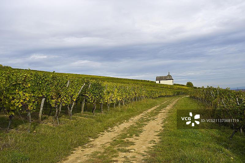 斯特拉斯堡葡萄园，下莱茵省，阿尔萨斯，法国，葡萄酒之路，欧洲图片素材