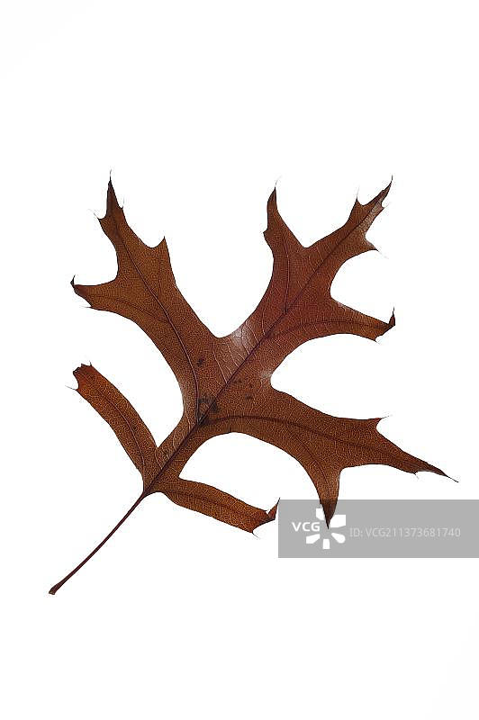 沼泽橡树（阔叶栎）在秋季呈现色彩，原产于北美，白色背景图片素材