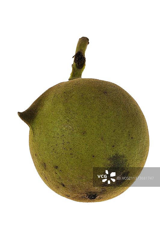 普通胡桃，波斯胡桃（Juglans regia），白色背景下的绿色果实、坚果和种子图片素材