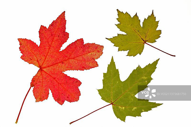 银枫（糖槭）秋叶，原产于北美东部，白色背景图片素材