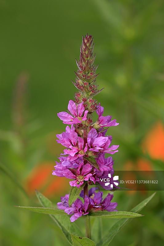 千屈菜，德国，欧洲图片素材