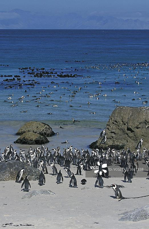 非洲企鹅，博尔德斯海滩，南非图片素材