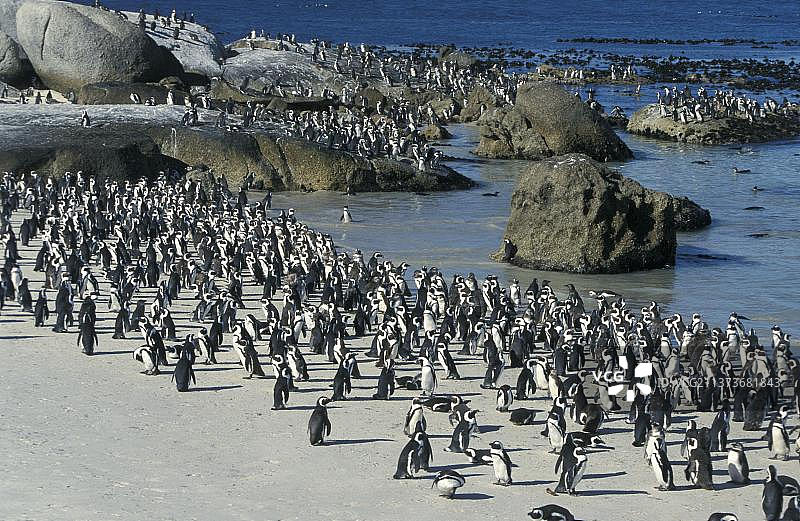 非洲企鹅，博尔德斯海滩，南非图片素材