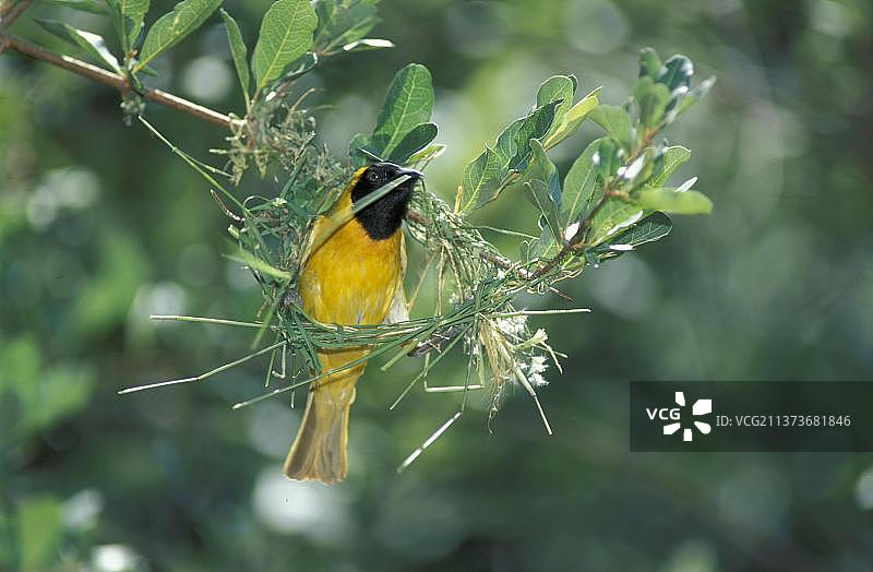雄性小织布鸟在南非比林斯堡国家公园筑巢图片素材