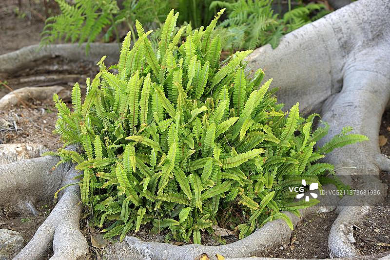 鹿角蕨图片素材