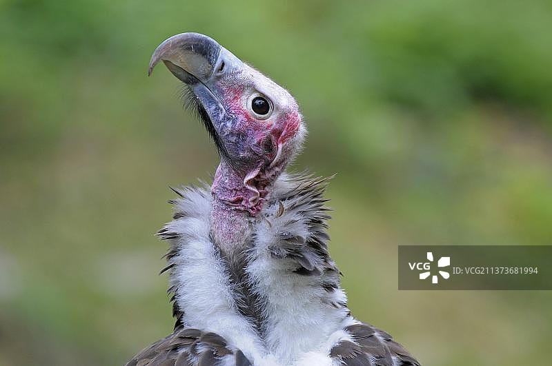 皱脸秃鹫图片素材