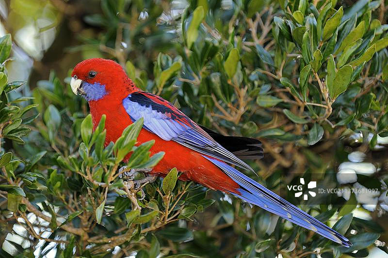 红绯胸鹦鹉，澳大利亚拉明顿国家公园图片素材