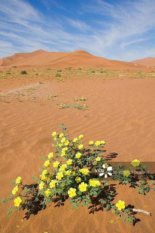 非洲纳米比亚蒺藜沙丘图片素材