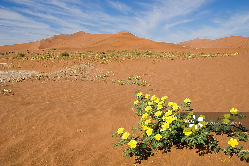 非洲纳米比亚蒺藜沙丘图片素材