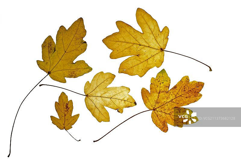 秋色田野枫树叶图片素材