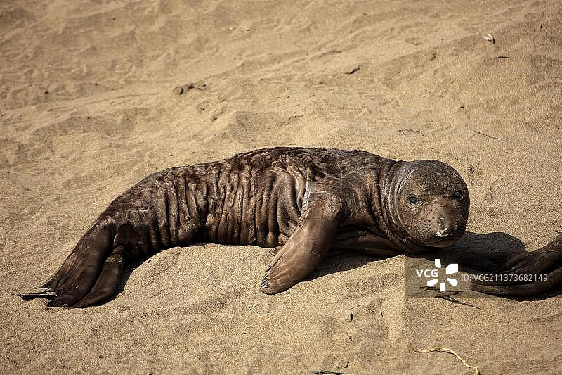 幼年北象海豹，美国加州图片素材